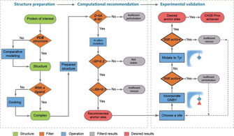 《自然》长文聚焦 北大陈鹏、王初团队开发活体内蛋白质瞬时原位激活新技术